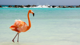 Aruba